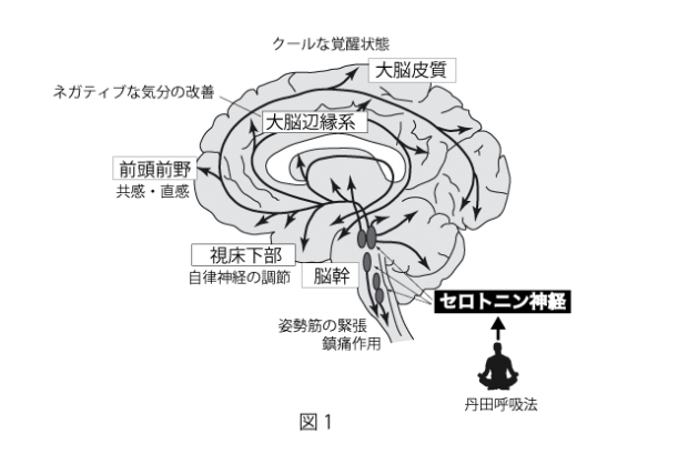 最新の脳科学xヨガの効果 ヨガ 認定npo法人日本ヨガ連盟